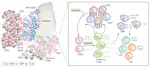 Characterizing the immunobiology of high risk pediatric ependymoma